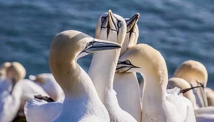 九游游戏中心官网-职业联赛多支队伍经营难以为继，职业联赛的意义