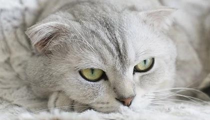 九游下载官方正版-世俱杯精彩瞬间：五大联赛冠军的终极对决，世俱杯冠军有哪些球队