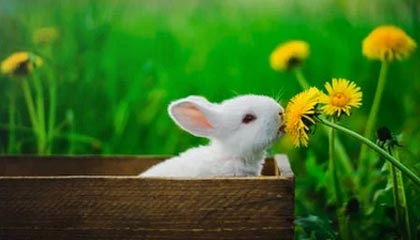 九游体育网址-冬奥会中国冰壶女队杀入决赛，冬奥会冰壶中国队战绩