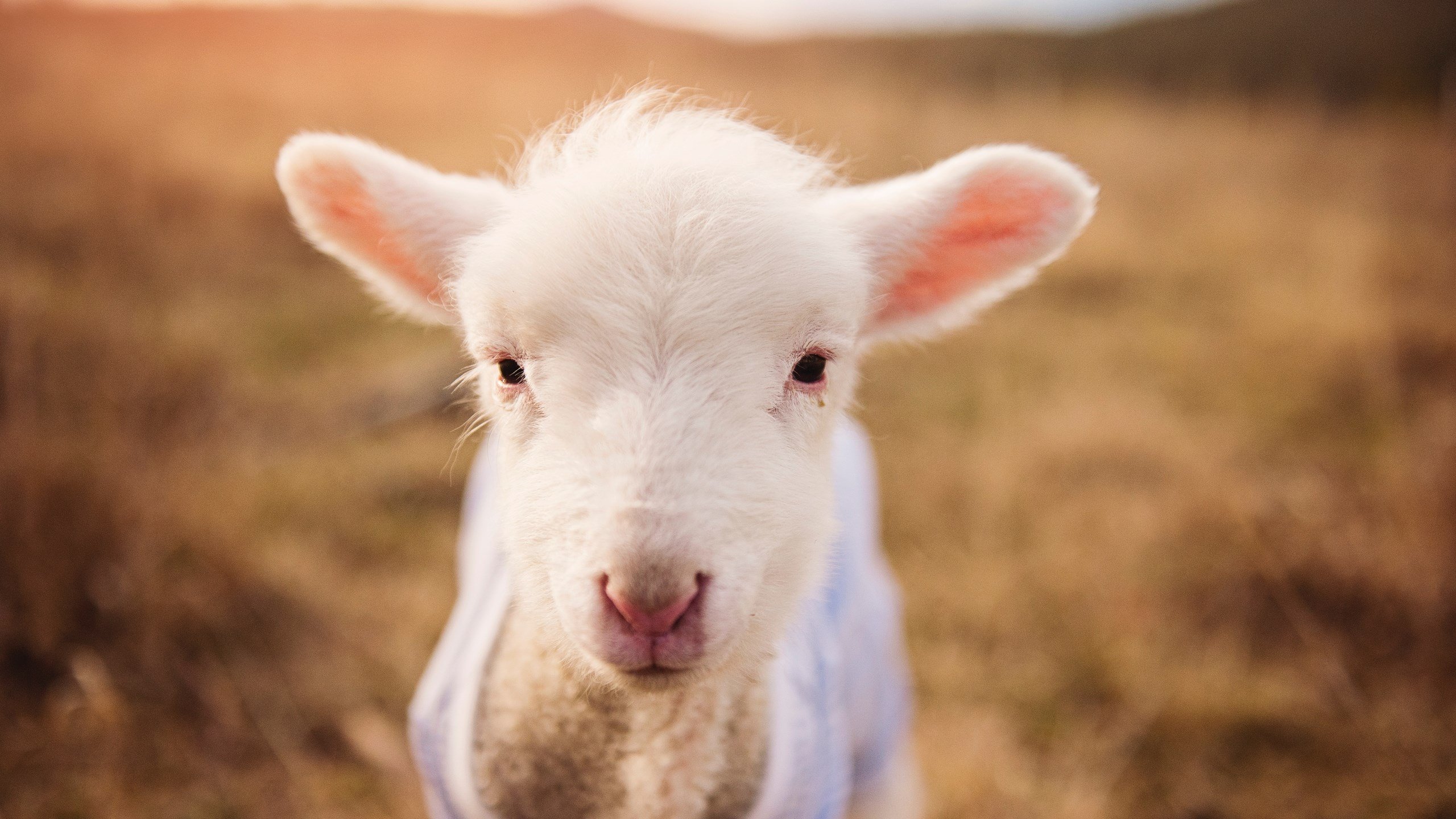 NBA球员心理健康辅导方案,篮球心理素质训练