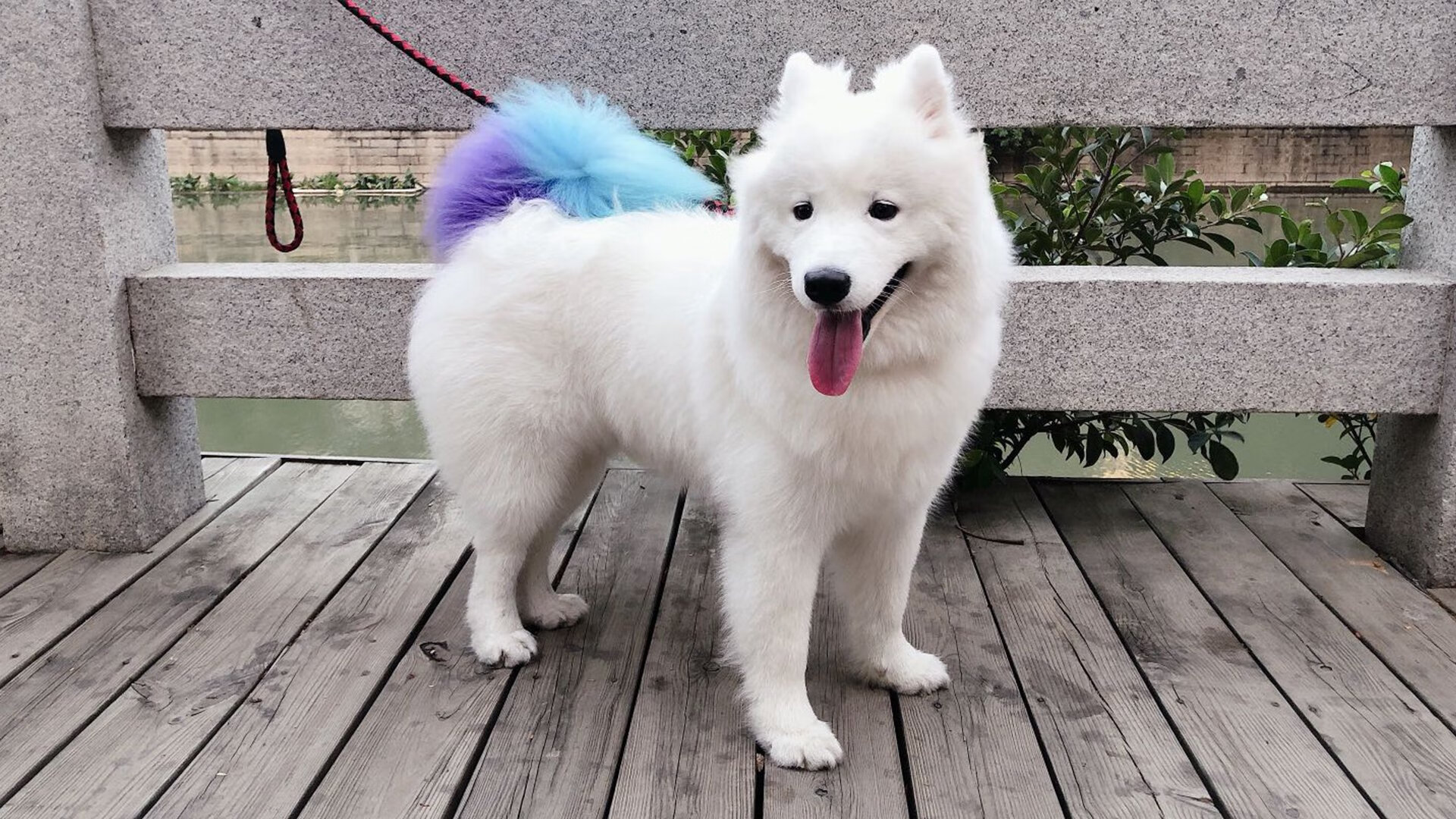 世界赛场:非洲代表的“黑马”奇迹