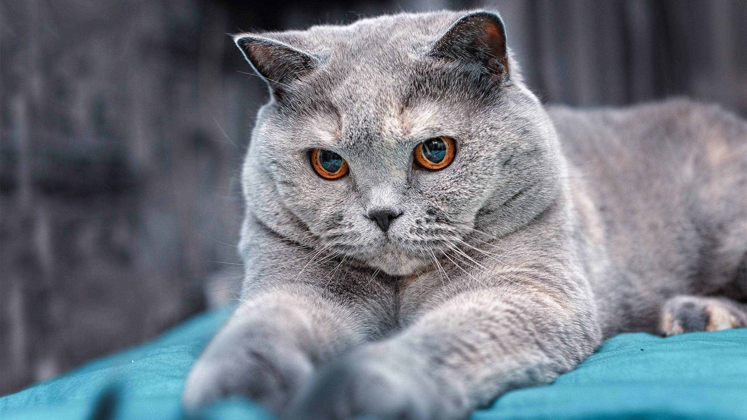 -体育产业人才培养模式，体育产业人才标准定义