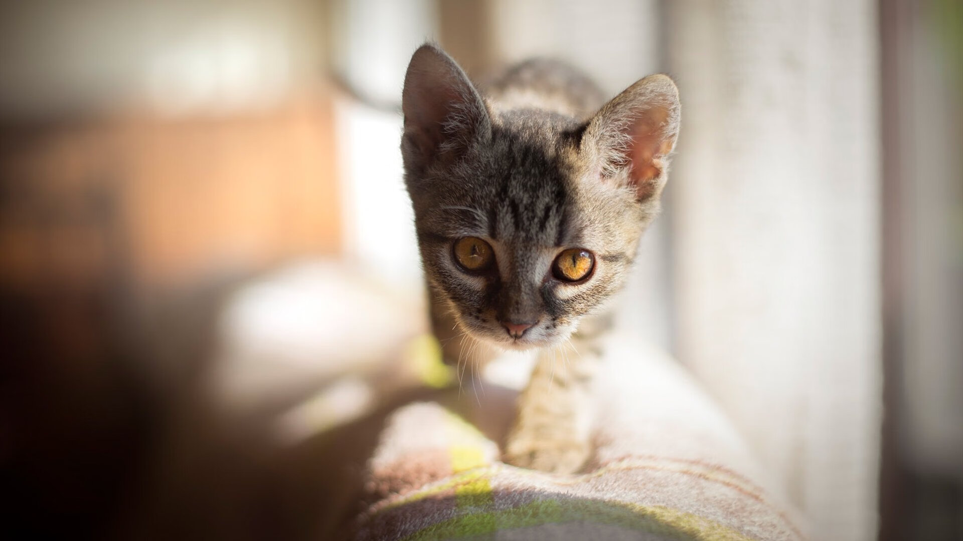 -德甲球队动态负荷管理系统对赛季疲劳曲线预测的实证评估，全年动态负荷计算