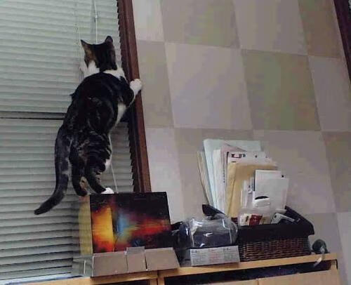 奥运资格赛田径项目竞争白热化,奥运田径选拔