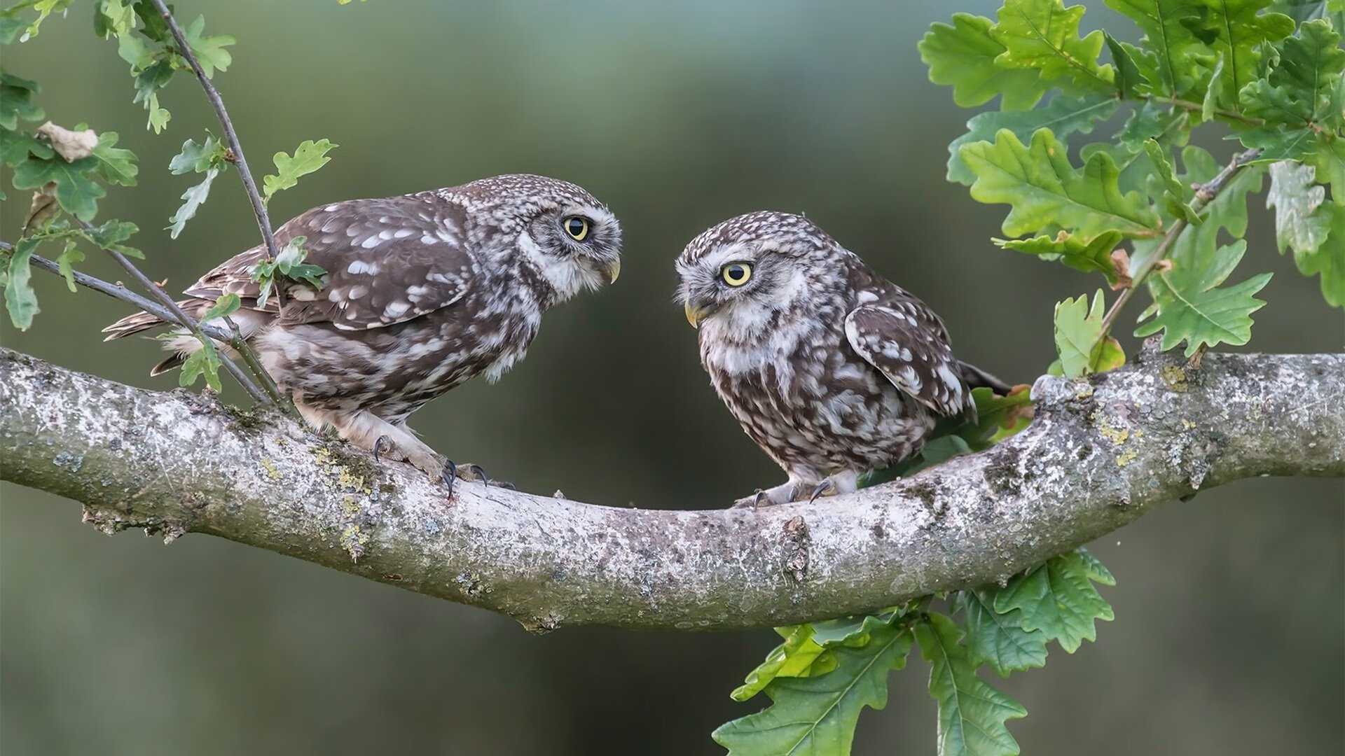 CBA推动青训基地建设提升训练体系,cba青训队是什么