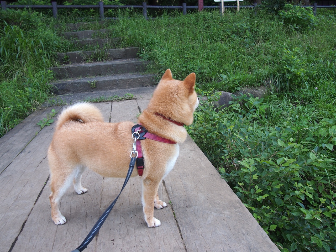 巴西足球青训体系持续优化，精彩年轻球员不断涌现