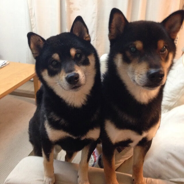 拜仁持续高歌猛进，德甲冠军几乎板上钉钉