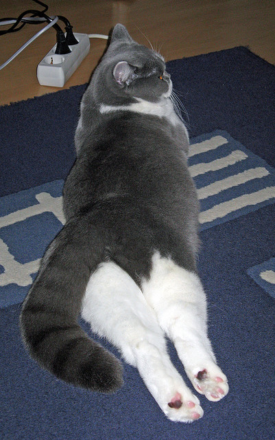 比利时男篮在欧洲预赛中坚韧不拔，冲刺奥运门票，比利时男篮国家队